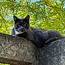 cat, gray_cat, animal, pet, outdoor, nature, greenery, leaves, concrete, wall, sky, yellow_eyes, feline, resting, sunlight, daylight, close_up, texture, wildlife, portrait
