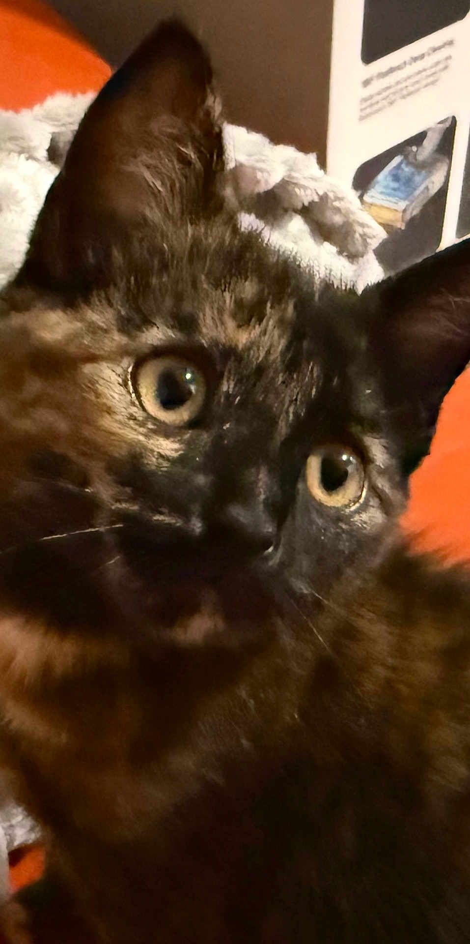 Groot participe au concours pour gagner de l'argent avec cette photo : cat, tortoiseshell, close_up, pet, animal, feline, whiskers, curious, ears, eyes, fur, domestic_animal, indoor, face, portrait, cute, mammal, looking, soft, cozy