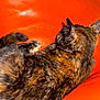 Groot a rejoint le concours — aidez-le/la à gagner de superbes lots ! animal, back_view, cat, cozy, domestic_animal, ears, feline, fur, home, indoor, leather, mottled_fur, orange_couch, pet, relaxing, resting, side_view, tail, tortoiseshell, whiskers