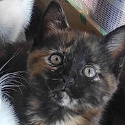 Groot participe au concours pour gagner de l'argent avec cette photo : animal, box, cardboard, cat, close_up, companion, curtain, cute, domestic_animal, eye, face, feline, fur, indoor, kitten, pet, tortoiseshell, whiskers, window, young
