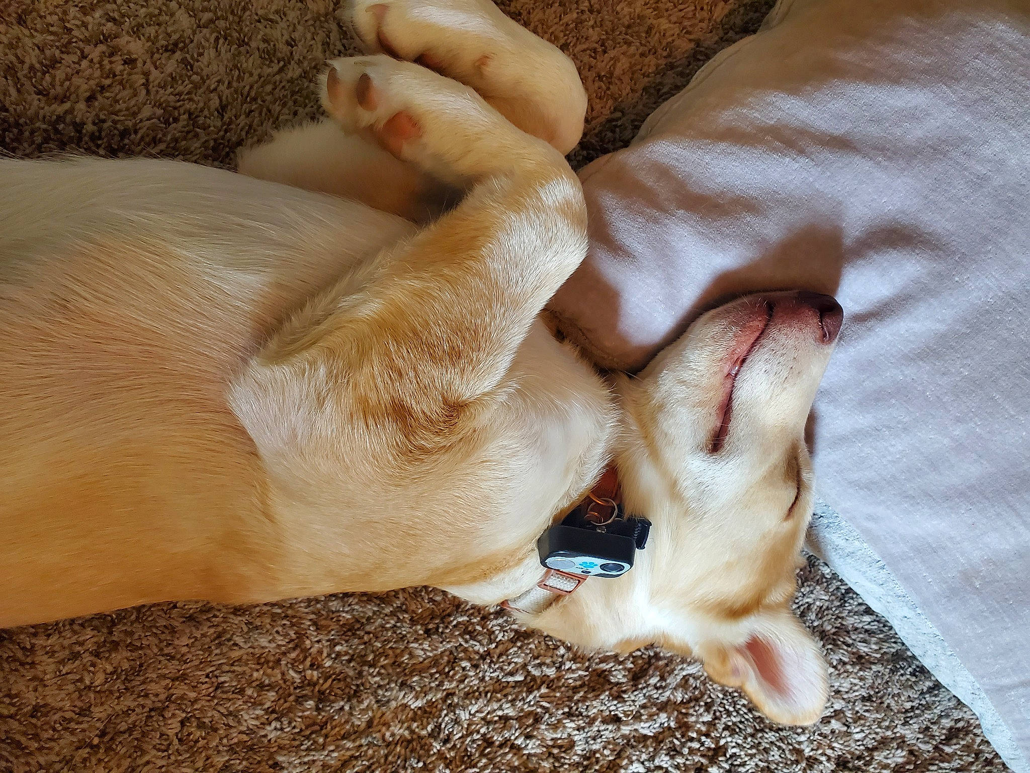 Kona is registered to the contest to win money with this photo: canidae, carnivore, comfort, companion_dog, dog, dog_breed, fawn, foot, fur, gesture, human_leg, nail, non_sporting_group, paw, snout, sporting_group, terrestrial_animal, working_animal, wrinkle, wrist