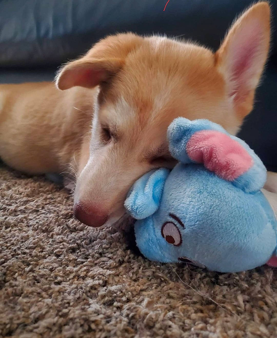 Kona joined the competition — help win amazing prizes! canidae, carnivore, companion_dog, dog, dog_breed, dog_supply, dog_toy, ear, fawn, flooring, fur, paw, snout, sporting_group, stuffed_toy, tail, terrestrial_animal, toy, whiskers, working_animal