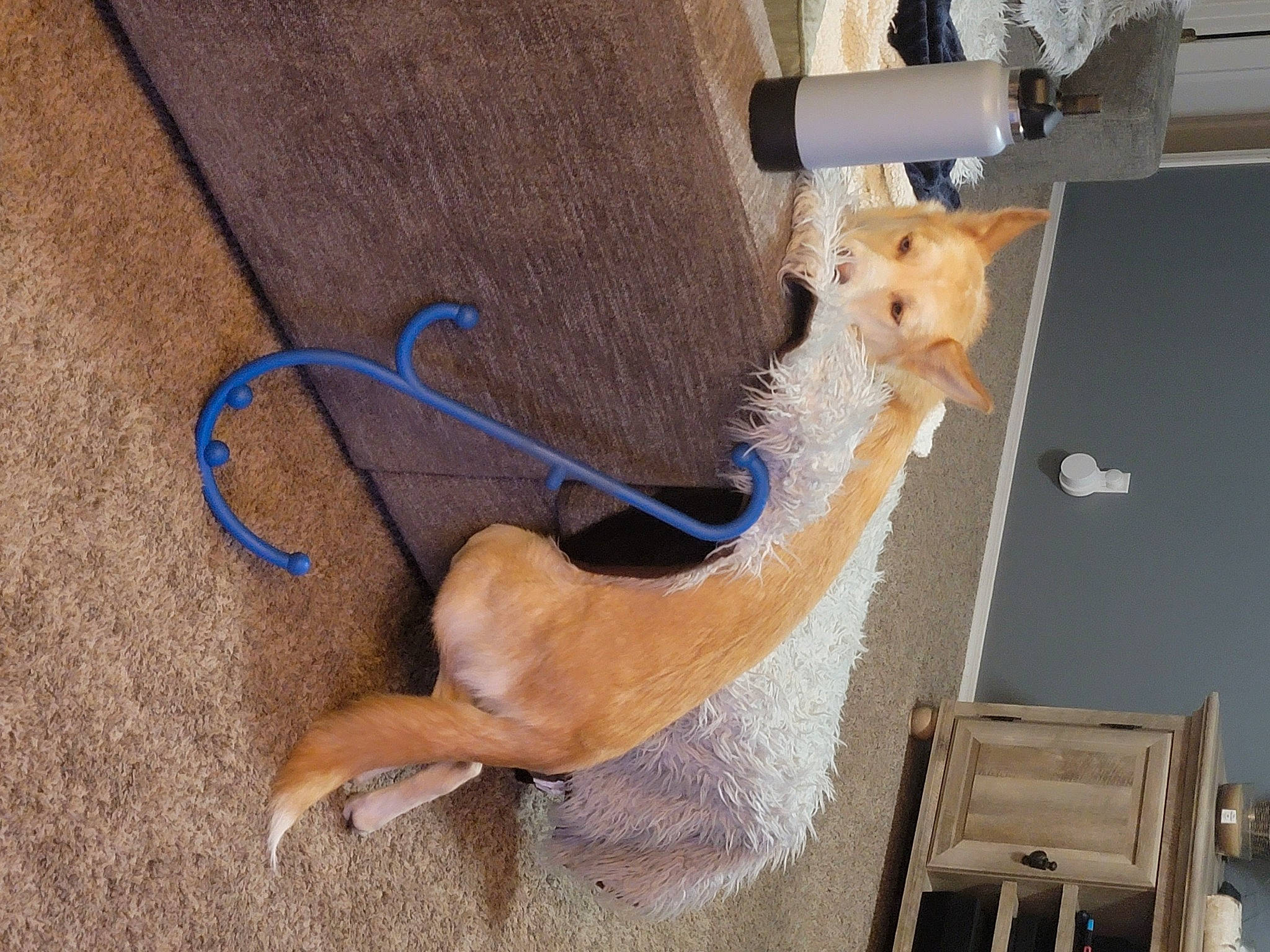 Kona joined the competition — help win amazing prizes! canidae, carnivore, claw, companion_dog, dog_breed, fawn, felidae, flooring, foot, fur, hardwood, long_tailed_weasel, pet_supply, rodent, small_to_medium_sized_cats, sporting_group, tail, terrestrial_animal, whiskers, wood