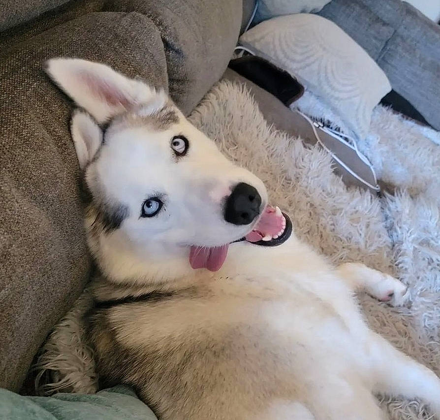 Kami joined the competition — help win amazing prizes! canidae, canis, carnivore, comfort, companion_dog, dog, dog_breed, fang, fawn, foot, fur, jaw, paw, siberian_husky, sled_dog, snout, spitz, sporting_group, wolf, working_animal