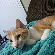 Moose is registered to the contest to win money with this photo: cat, orange_cat, white_cat, pet, indoor, blanket, teal_blanket, couch, furniture, relaxing, resting, animal, fur, whiskers, ears, collar, closeup, domestic_cat, cozy, sleepy