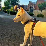 Tao participe au concours pour gagner de l'argent avec cette photo : dog, white_dog, harness, leash, street, asphalt, tree, house, building, sidewalk, daylight, outdoor, pet, canine, quiet, neighborhood, sunlight, shadow, alert, nature