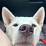 Tao participe au concours pour gagner de l'argent avec cette photo : dog, white_dog, close_up, nose, snout, ears, pet, animal, cute, whiskers, fur, canine, face, portrait, indoor, curious, friendly, domestic_animal, muzzle, closeup