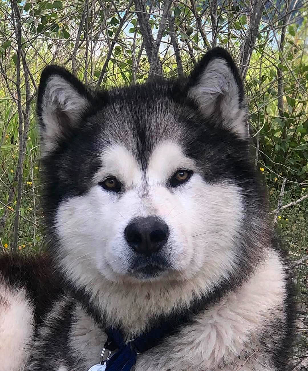 Amarok a rejoint le concours — aidez-le/la à gagner de superbes lots ! ancient_dog_breeds, canidae, carnivore, companion_dog, dog, dog_breed, fur, monochrome_photography, non_sporting_group, plant, siberian_husky, sled_dog, snout, sporting_group, terrestrial_animal, tree, whiskers, wolf, working_animal, working_dog