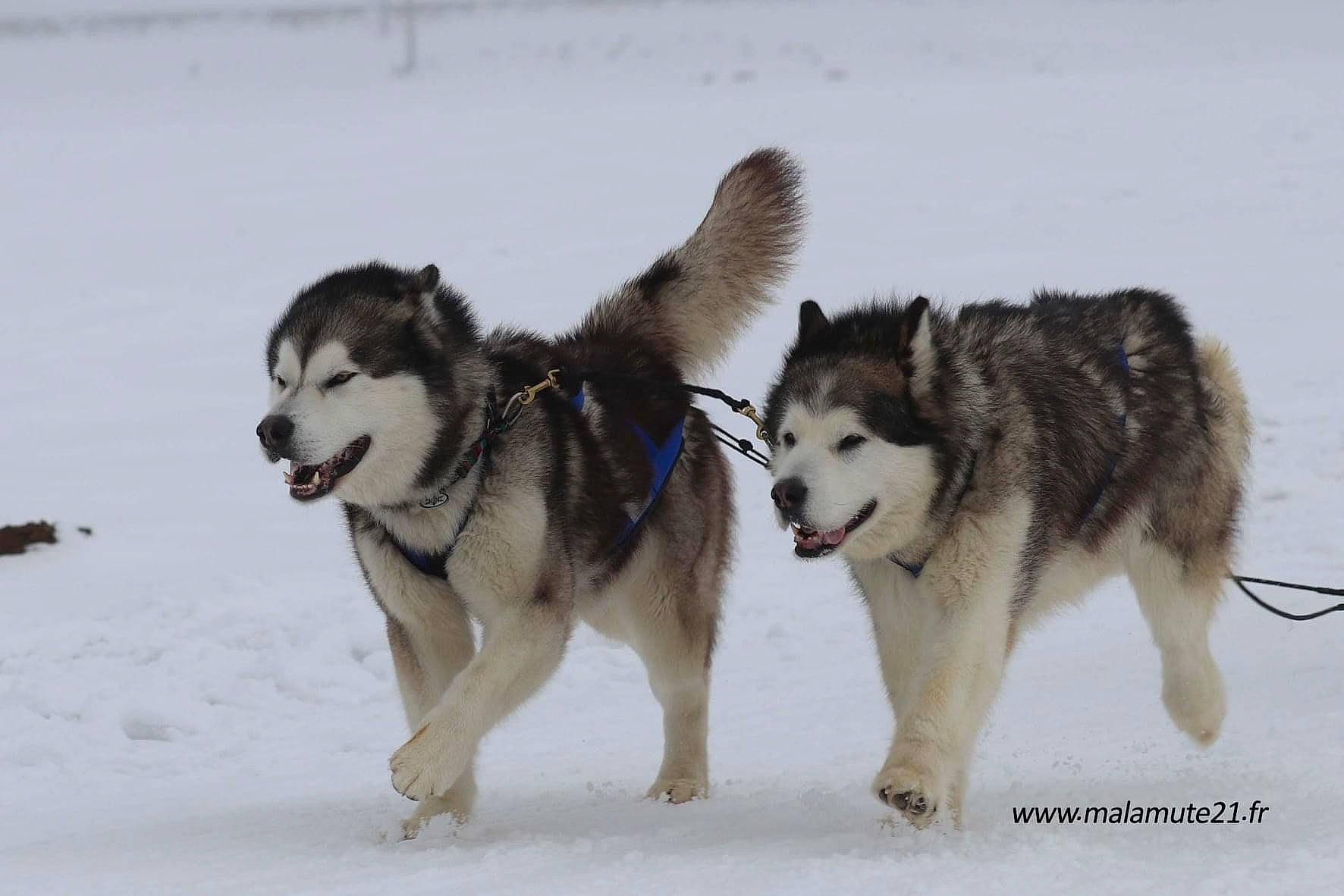 Amarok participe au concours pour gagner de l'argent avec cette photo : ancient_dog_breeds, canidae, canis, carnivore, companion_dog, dog, dog_breed, recreation, siberian_husky, sled_dog, sled_dog_racing, snow, sporting_group, winter, working_dog