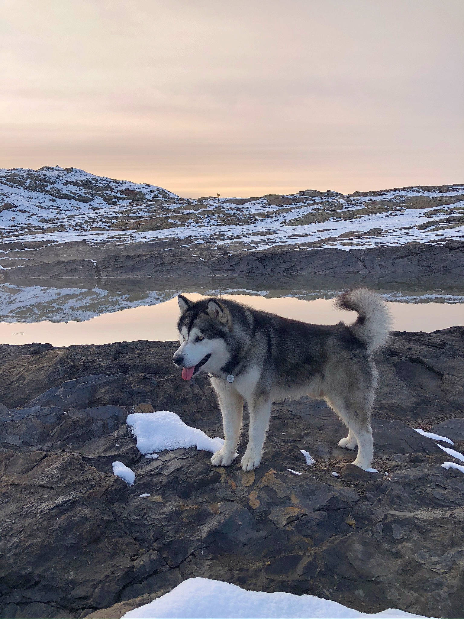 Amarok participe au concours pour gagner de l'argent avec cette photo : arctic, canis, carnivore, cloud, dog, dog_breed, freezing, glacial_landform, ice_cap, landscape, mountain, polar_ice_cap, siberian_husky, sky, sled_dog, slope, snow, sporting_group, winter, wolf