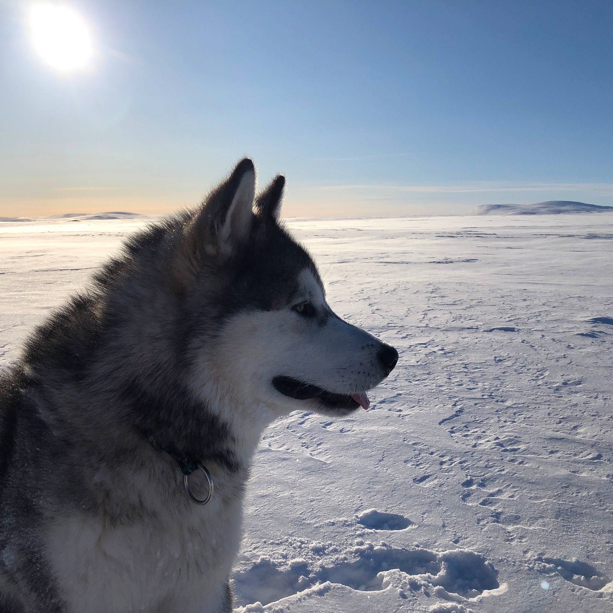 Amarok participe au concours pour gagner de l'argent avec cette photo : arctic, carnivore, dog, dog_breed, evening, freezing, glacial_landform, horizon, ice_cap, landscape, ocean, polar_ice_cap, sky, sled_dog, snow, sporting_group, wave, wind_wave, winter, working_dog