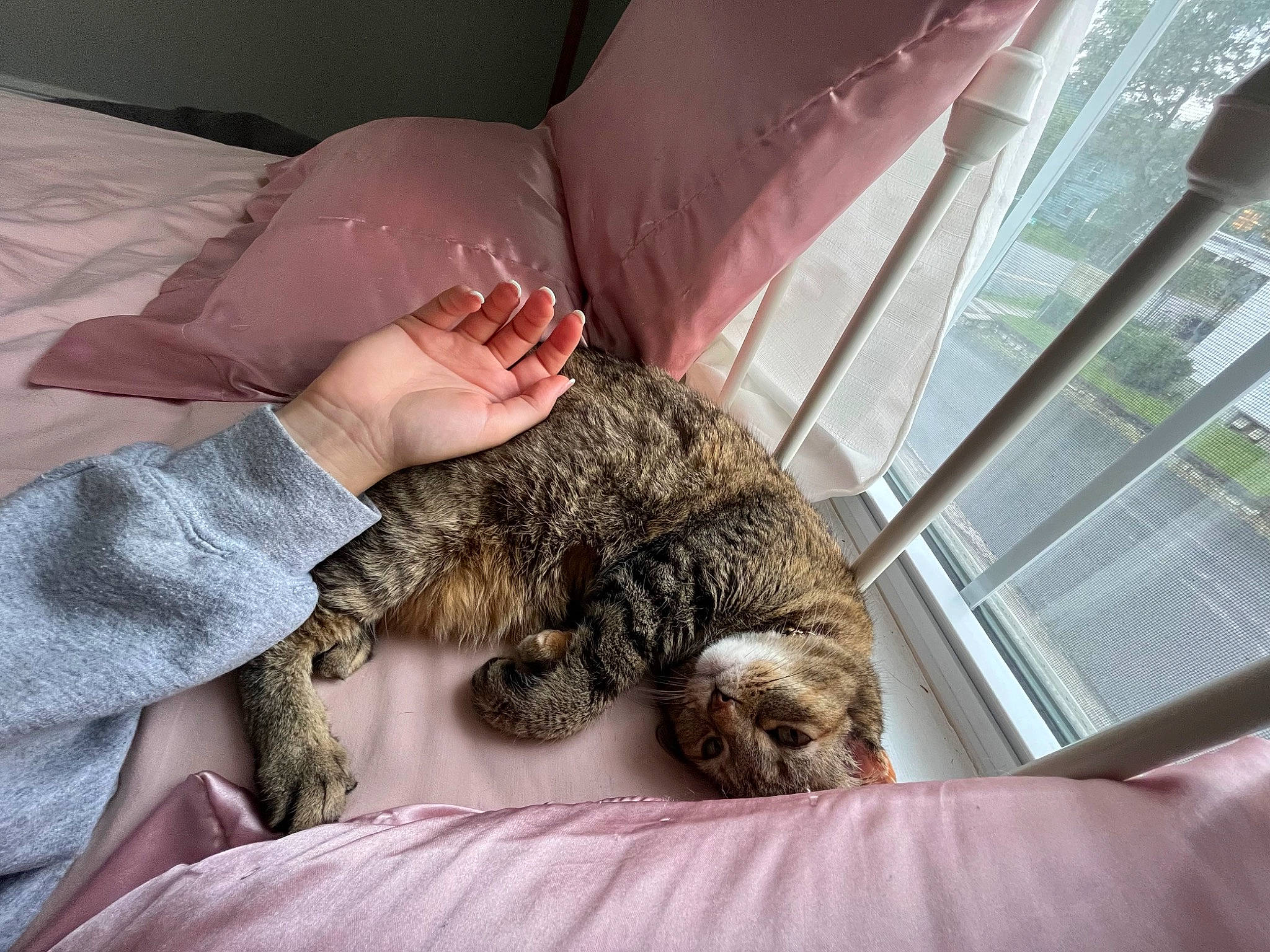 Pika joined the competition — help win amazing prizes! bed, bedding, carnivore, cat, claw, comfort, couch, domestic_short_haired_cat, felidae, fur, linens, mammal, nap, room, sleep, small_to_medium_sized_cats, sporting_group, terrestrial_animal, vertebrate, whiskers