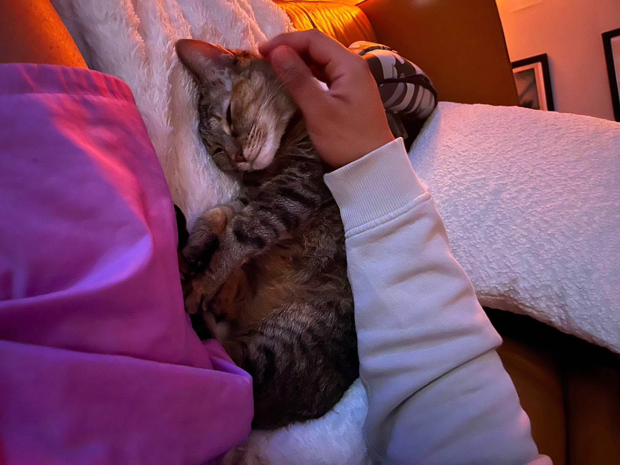 Pika is registered to the contest to win money with this photo: carnivore, cat, comfort, couch, domestic_short_haired_cat, fawn, felidae, fur, gesture, houseplant, human_leg, lamp, lap, linens, nap, picture_frame, sitting, small_to_medium_sized_cats, textile, whiskers