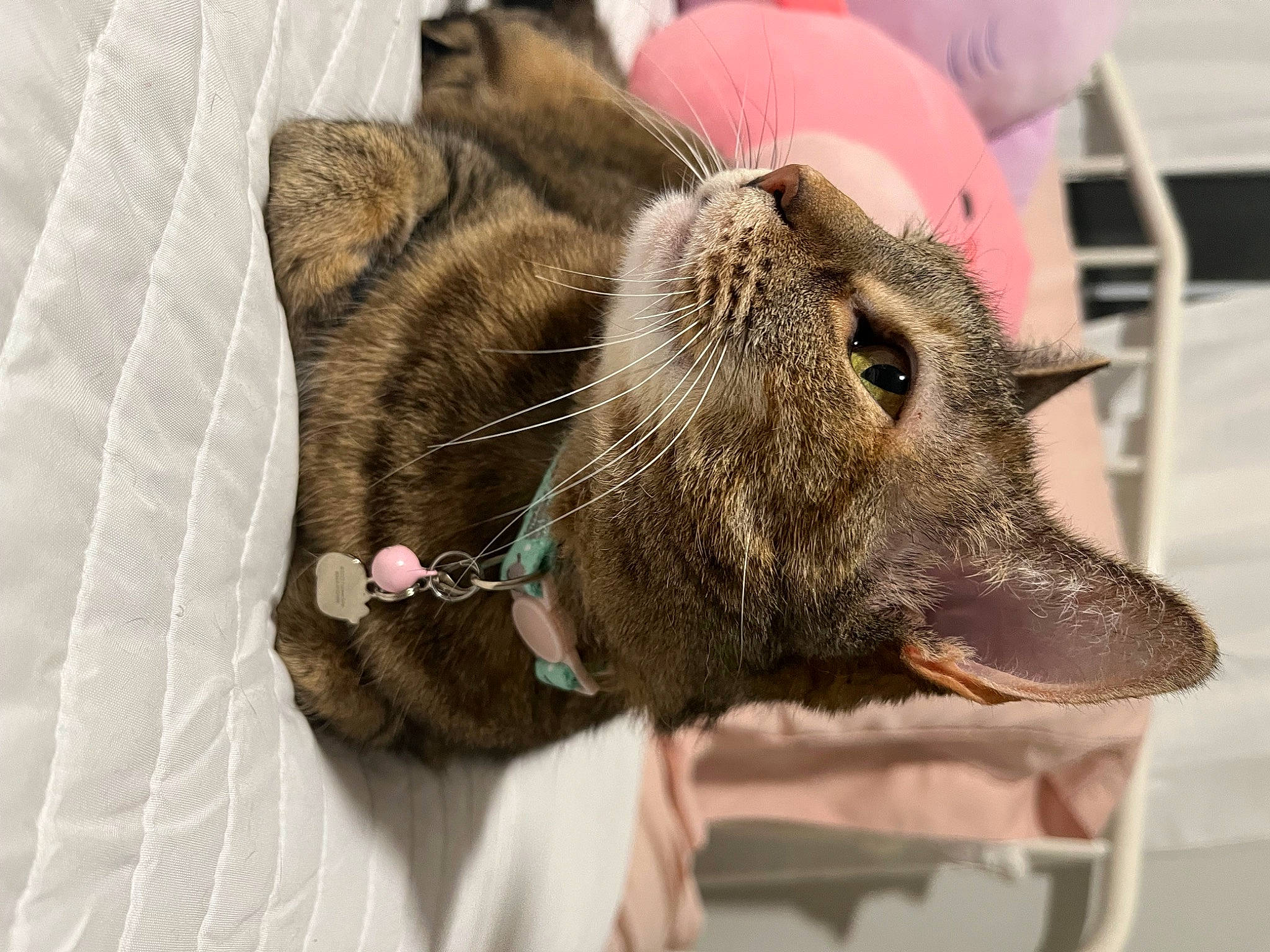 Pika joined the competition — help win amazing prizes! canidae, carnivore, claw, collar, companion_dog, dog, dog_breed, domestic_short_haired_cat, ear, fawn, felidae, fur, liver, livestock, paw, small_to_medium_sized_cats, sporting_group, terrestrial_animal, whiskers, working_animal