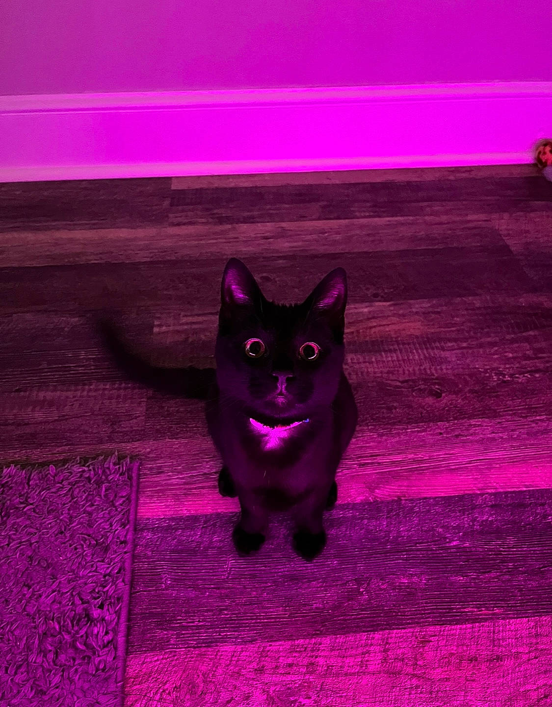 Sushi joined the competition — help win amazing prizes! carnivore, cat, eye, fawn, felidae, floor, flooring, grey, light, line, magenta, pink, purple, red, small_to_medium_sized_cats, snout, tints_and_shades, violet, whiskers, wood