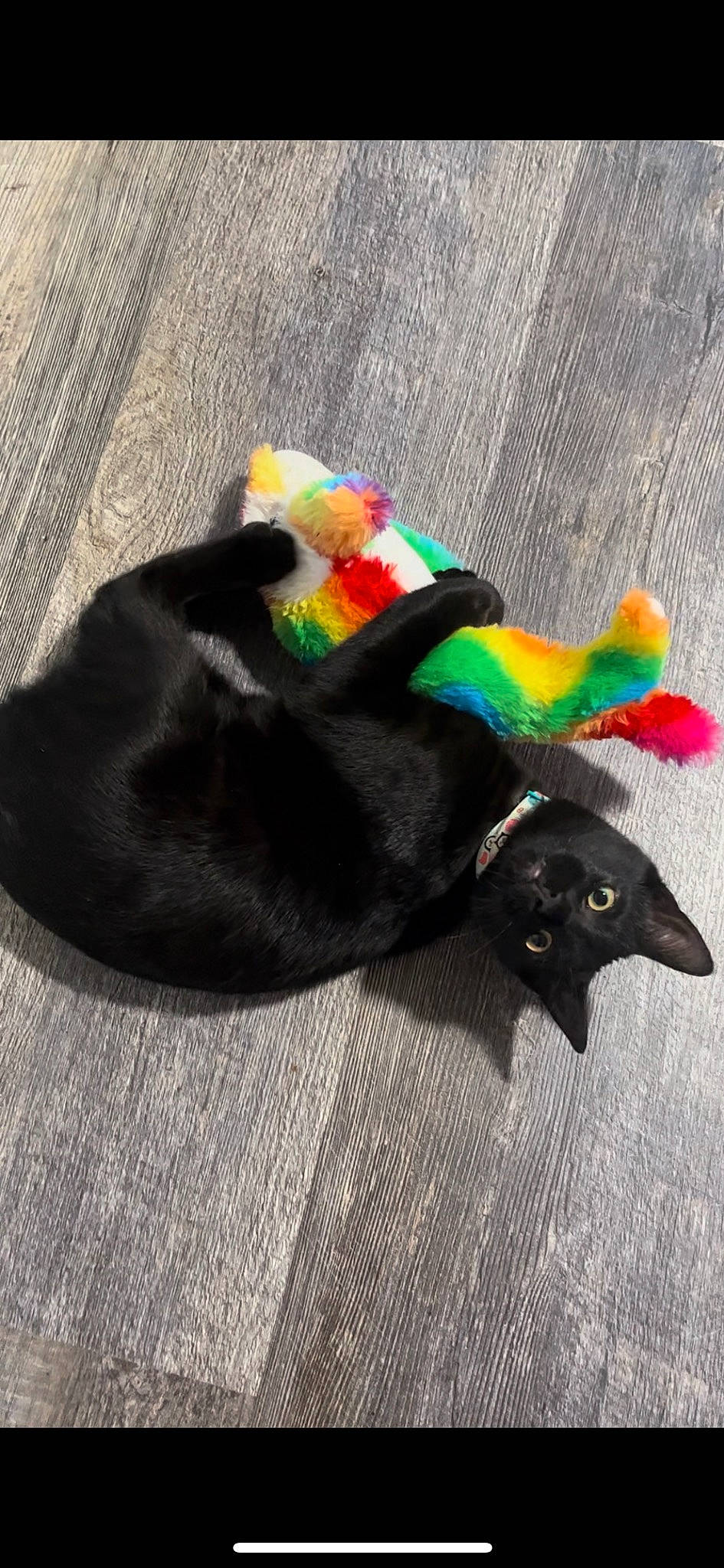 Sushi joined the competition — help win amazing prizes! black_cat, bombay, carnivore, cat, cat_toy, collar, comfort, dog_breed, dog_supply, fashion_accessory, felidae, flooring, fur, grass, grey, paw, pet_supply, small_to_medium_sized_cats, tail, whiskers
