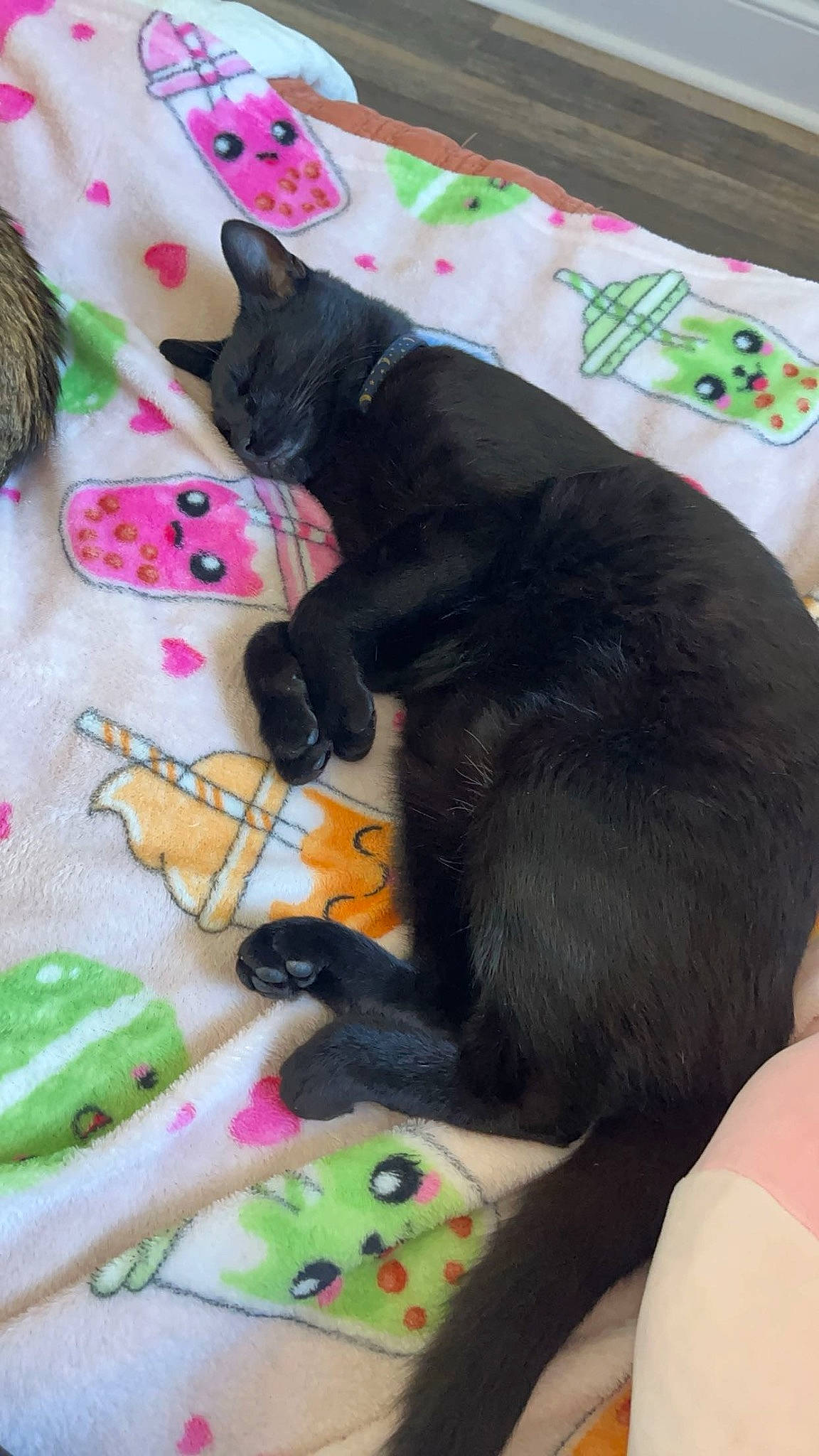 Sushi is registered to the contest to win money with this photo: black_cat, bombay, carnivore, cat, claw, comfort, domestic_short_haired_cat, felidae, fur, linens, magenta, nap, paw, small_to_medium_sized_cats, tail, terrestrial_animal, whiskers