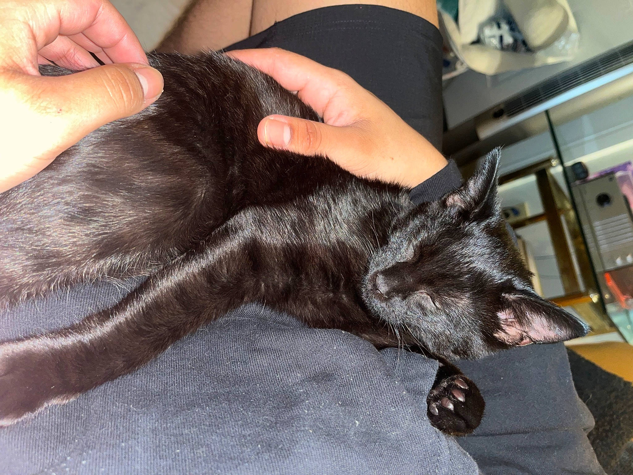 Sushi joined the competition — help win amazing prizes! carnivore, cat, chair, claw, comfort, dog_breed, domestic_short_haired_cat, ear, felidae, finger, fur, gesture, hand, human_leg, lap, nail, small_to_medium_sized_cats, tail, thumb, whiskers