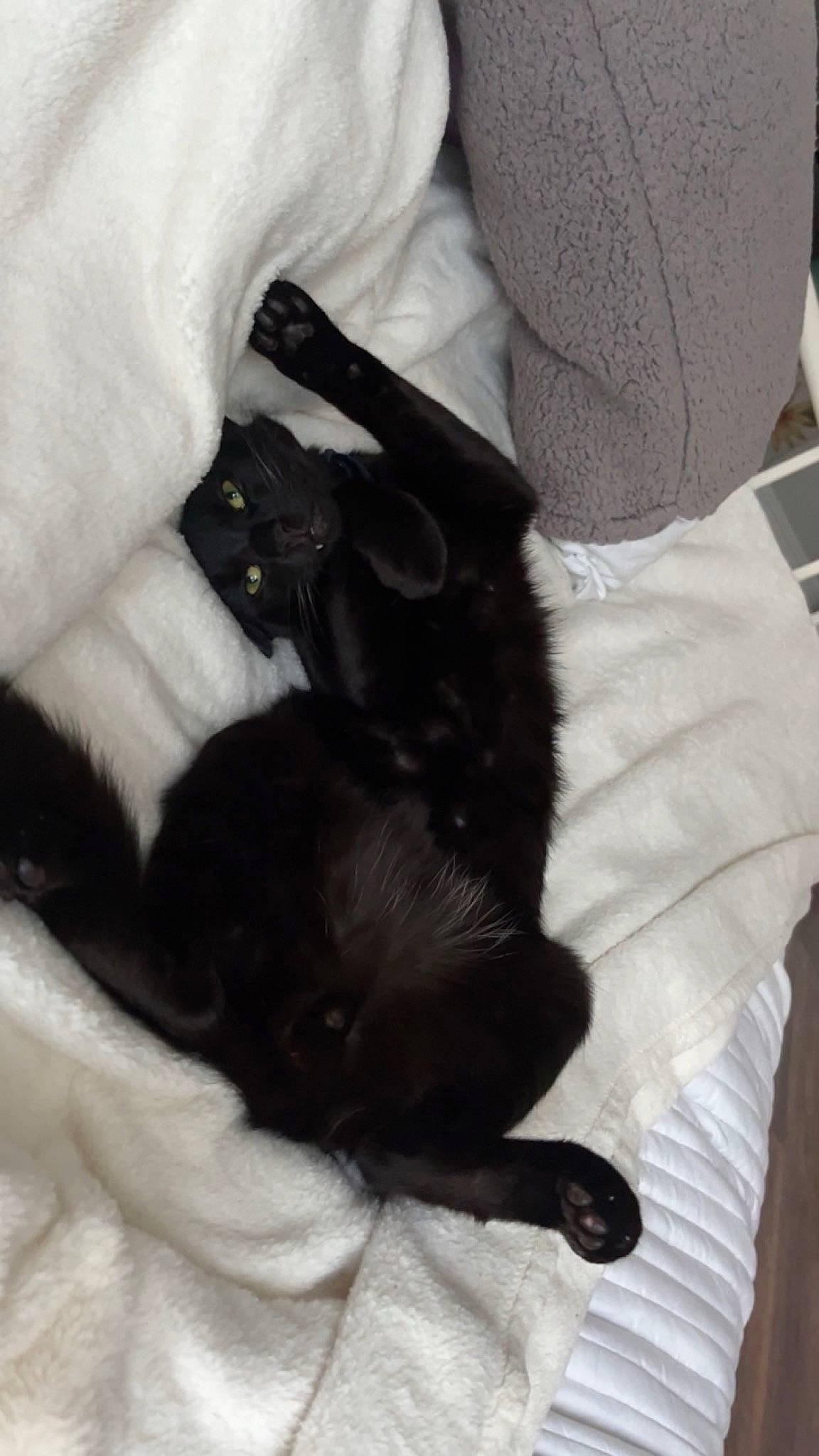 Sushi joined the competition — help win amazing prizes! bombay, canidae, carnivore, cat, claw, comfort, companion_dog, dog_breed, domestic_short_haired_cat, felidae, fur, gesture, linens, nap, paw, small_to_medium_sized_cats, sporting_group, tail, whiskers