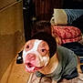animal, blanket, blurry, brown_and_white, canine, clothing, dim_light, dog, floor, furniture, happy, hat, indoor, mattress, nike, pet, room, shoe, sitting, wooden_wall