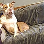 Toby is registered to the contest to win money with this photo: animal, blanket, brown_and_white, canine, comfort, companion, couch, dog, domestic, ears, fur, home, indoor, lounge, paw, pet, relaxed, rest, snout, sofa