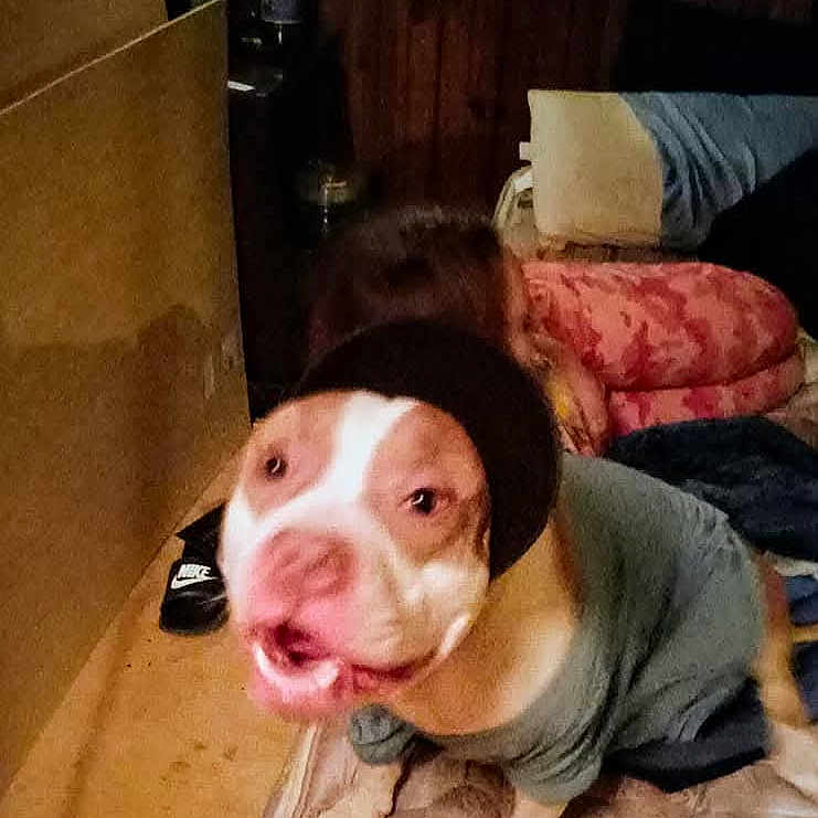 Toby is registered to the contest to win money with this photo: blur, casual, clothing, dog, excited, fabric, floor, furniture, happy, hat, indoor, low_light, mattress, mischievous, nike, person, pet, room, shoe, wooden_wall