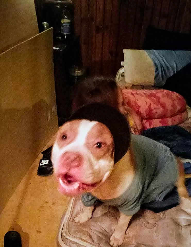 Toby