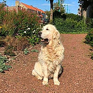 Volga participe au concours pour gagner de l'argent avec cette photo : dog, golden_retriever, outdoor, sunlight, gravel_path, greenery, flowers, bushes, trees, houses, blue_sky, pet, animal, sitting, nature, daytime, fur, canine, calm, peaceful