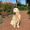 dog, golden_retriever, outdoor, sunlight, gravel_path, greenery, flowers, bushes, trees, houses, blue_sky, pet, animal, sitting, nature, daytime, fur, canine, calm, peaceful