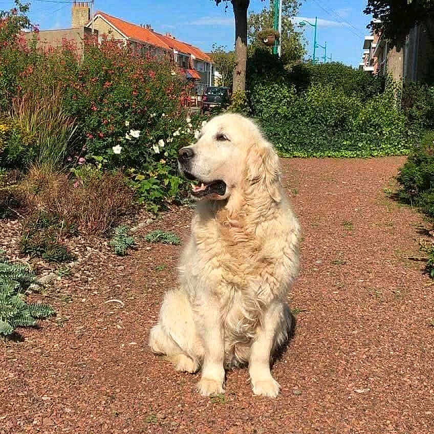 Volga participe au concours pour gagner de l'argent avec cette photo : dog, golden_retriever, outdoor, sunlight, gravel_path, greenery, flowers, bushes, trees, houses, blue_sky, pet, animal, sitting, nature, daytime, fur, canine, calm, peaceful