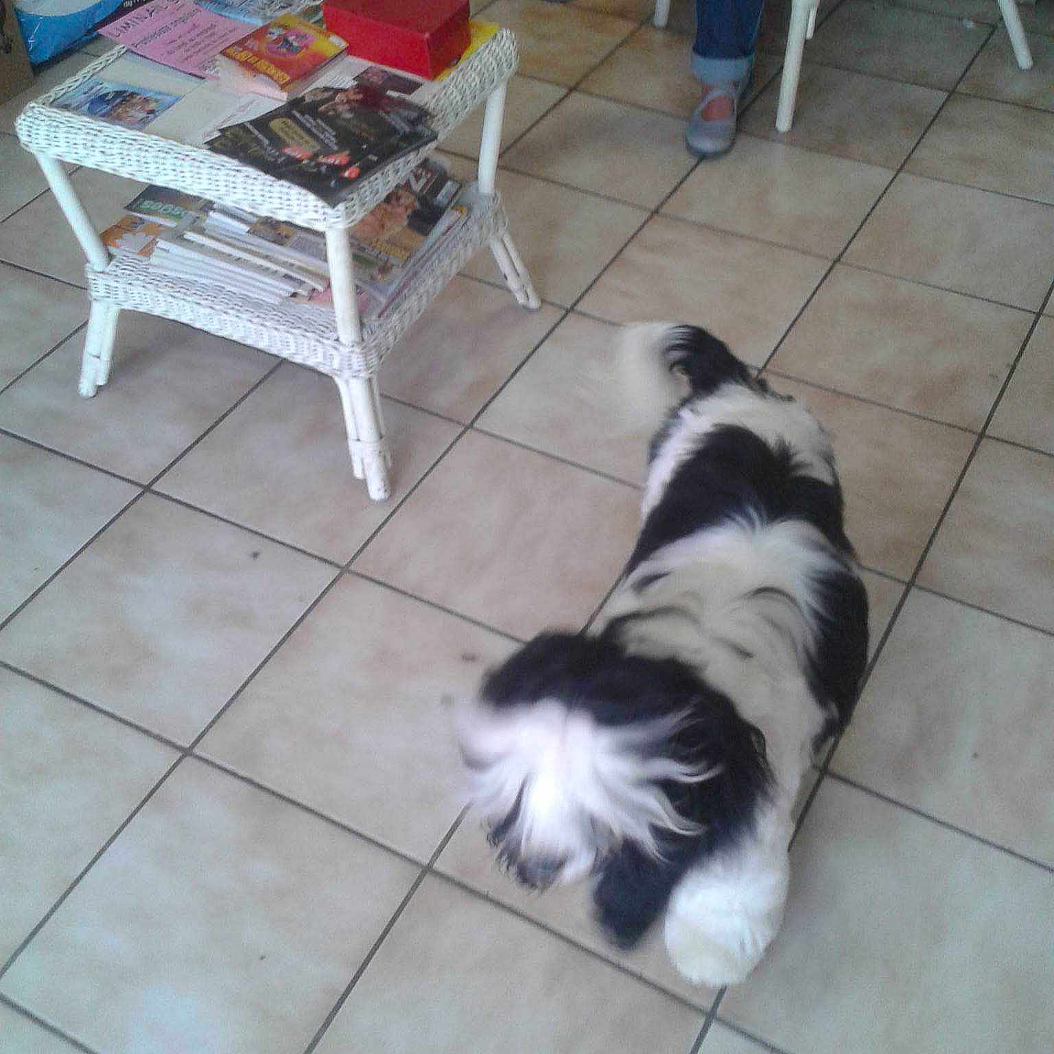 Ikko