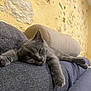 Amaya participe au concours pour gagner de l'argent avec cette photo : cat, sleeping, gray_cat, couch, indoor, relaxing, furniture, pet, cozy, resting, closeup, soft, paw, whiskers, domestic_cat, home, nap, feline, texture, wall