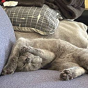 Amaya participe au concours pour gagner de l'argent avec cette photo : cat, gray_cat, sleeping, paw, couch, pillow, blanket, cozy, fur, pet, indoor, resting, cute, feline, relaxing, animal, home, soft, comfort, napping