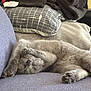 cat, gray_cat, sleeping, paw, couch, pillow, blanket, cozy, fur, pet, indoor, resting, cute, feline, relaxing, animal, home, soft, comfort, napping