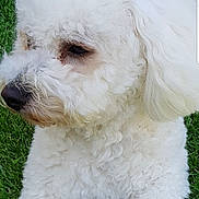 Bandy a rejoint le concours — aidez-le/la à gagner de superbes lots ! dog, white_dog, curly_fur, grass, outdoor, pet, animal, lying_down, close_up, side_view, fluffy, canine, nature, portrait, cute, domestic_animal, green_grass, fur, animal_face, resting