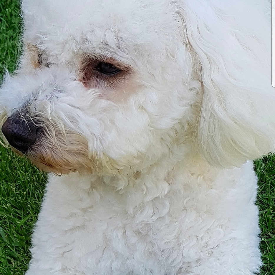Bandy a rejoint le concours — aidez-le/la à gagner de superbes lots ! dog, white_dog, curly_fur, grass, outdoor, pet, animal, lying_down, close_up, side_view, fluffy, canine, nature, portrait, cute, domestic_animal, green_grass, fur, animal_face, resting