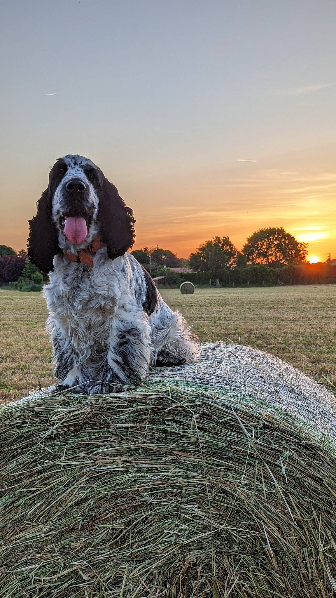 Ramsès a rejoint le concours — aidez-le/la à gagner de superbes lots ! agriculture, carnivore, companion_dog, dog, dog_breed, event, field, fur, giant_dog_breed, grass, gun_dog, landscape, plant, pointing_breed, sky, spaniel, sporting_group, sunrise, tree, water_dog