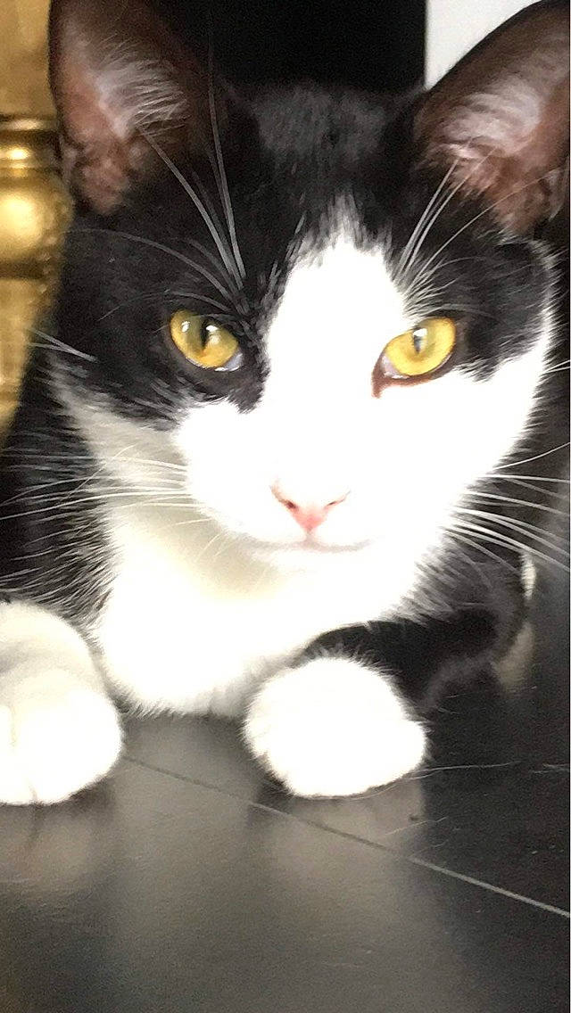 Chacha participe au concours pour gagner de l'argent avec cette photo : carnivore, cat, domestic_short_haired_cat, felidae, fur, iris, paw, small_to_medium_sized_cats, snout, tail, whiskers