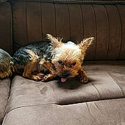 Sophie joined the competition — help win amazing prizes! dog, small_dog, tongue_out, brown_couch, pet, indoor, fur, relaxing, canine, cute, animal, companion, home, cozy, scruffy, resting, cute_pet, domestic_animal, furry, tongue