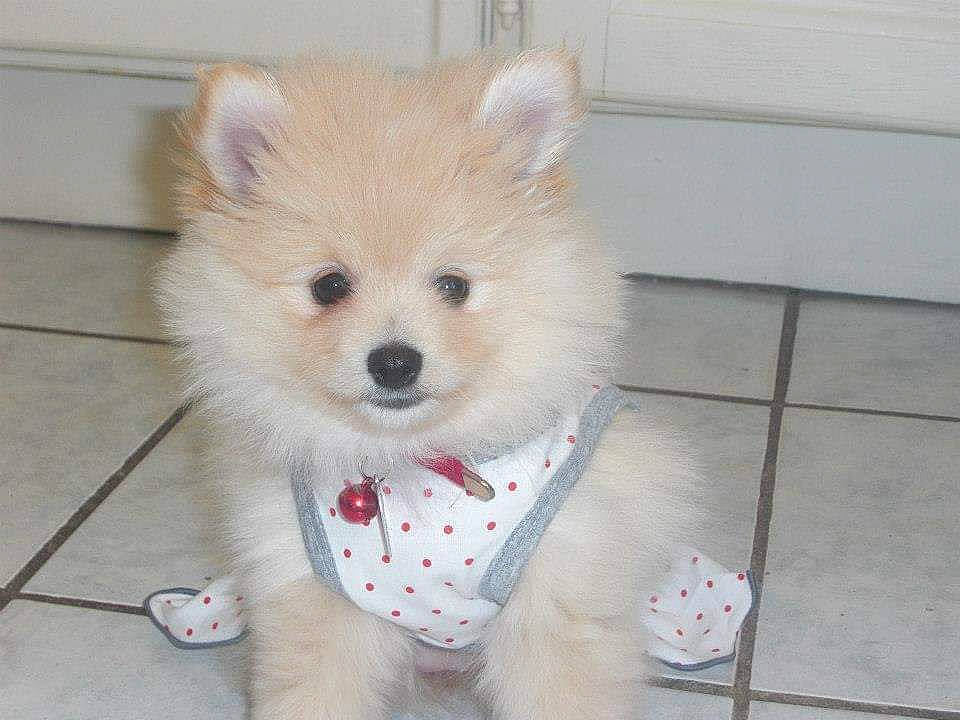 Spitz Nain a rejoint le concours — aidez-le/la à gagner de superbes lots ! canidae, carnivore, companion_dog, dog, dog_breed, german_spitz, german_spitz_klein, german_spitz_mittel, indian_spitz, japanese_spitz, mammal, non_sporting_group, pomeranian, puppy, samoyed, skin, snout, spitz, vertebrate, volpino_italiano