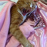 Justice is registered to the contest to win money with this photo: cat, orange_tabby, yawning, paw, blanket, pink, bed, cozy, fur, whiskers, sleepy, indoor, pet, animal, cute, resting, soft, fabric, claw, relaxation