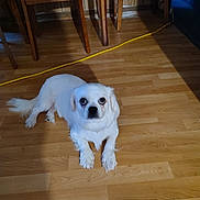 Cutie Pie is registered to the contest to win money with this photo: dog, white_dog, pet, floor, wooden_floor, indoor, animal, canine, looking_up, laying_down, household, chair, wooden_chair, cord, yellow_cord, fur, cute, domestic, companion, eyes