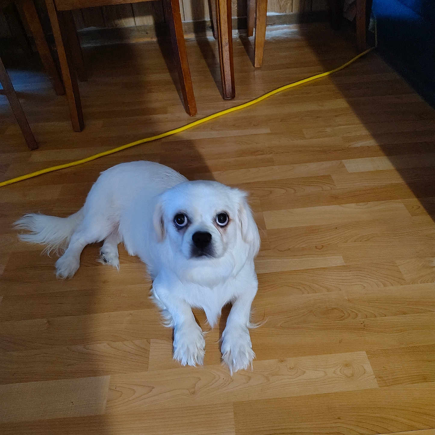 Cutie Pie is registered to the contest to win money with this photo: dog, white_dog, pet, floor, wooden_floor, indoor, animal, canine, looking_up, laying_down, household, chair, wooden_chair, cord, yellow_cord, fur, cute, domestic, companion, eyes