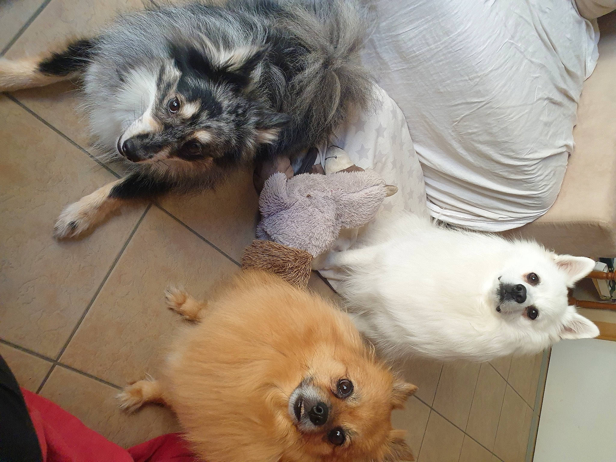 Caline-sammy-linux a rejoint le concours — aidez-le/la à gagner de superbes lots ! canidae, carnivore, cat, claw, companion_dog, dog, dog_breed, felidae, flooring, fur, paw, small_terrier, small_to_medium_sized_cats, snout, spitz, sporting_group, tail, terrier, toy_dog, whiskers