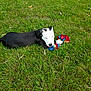 dog, black_and_white, blue_eyes, grass, outdoor, toy, rope_toy, pet, playful, lying_down, nature, animal, summer, greenery, canine, fur, cute, young, daylight, friendly