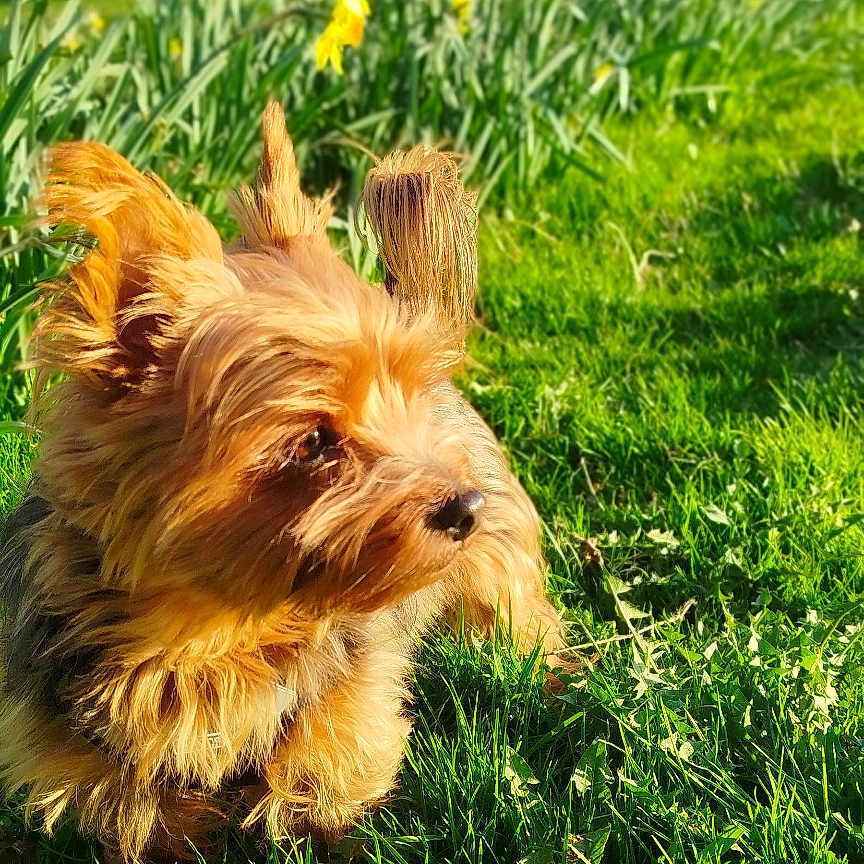 Gnocchie participe au concours pour gagner de l'argent avec cette photo : animal, canine, dog, field, flower, grass, grassland, green, herbal, herbs, lawn, nature, outdoors, park, pet, plant, puppy, summer, tree, vegetation