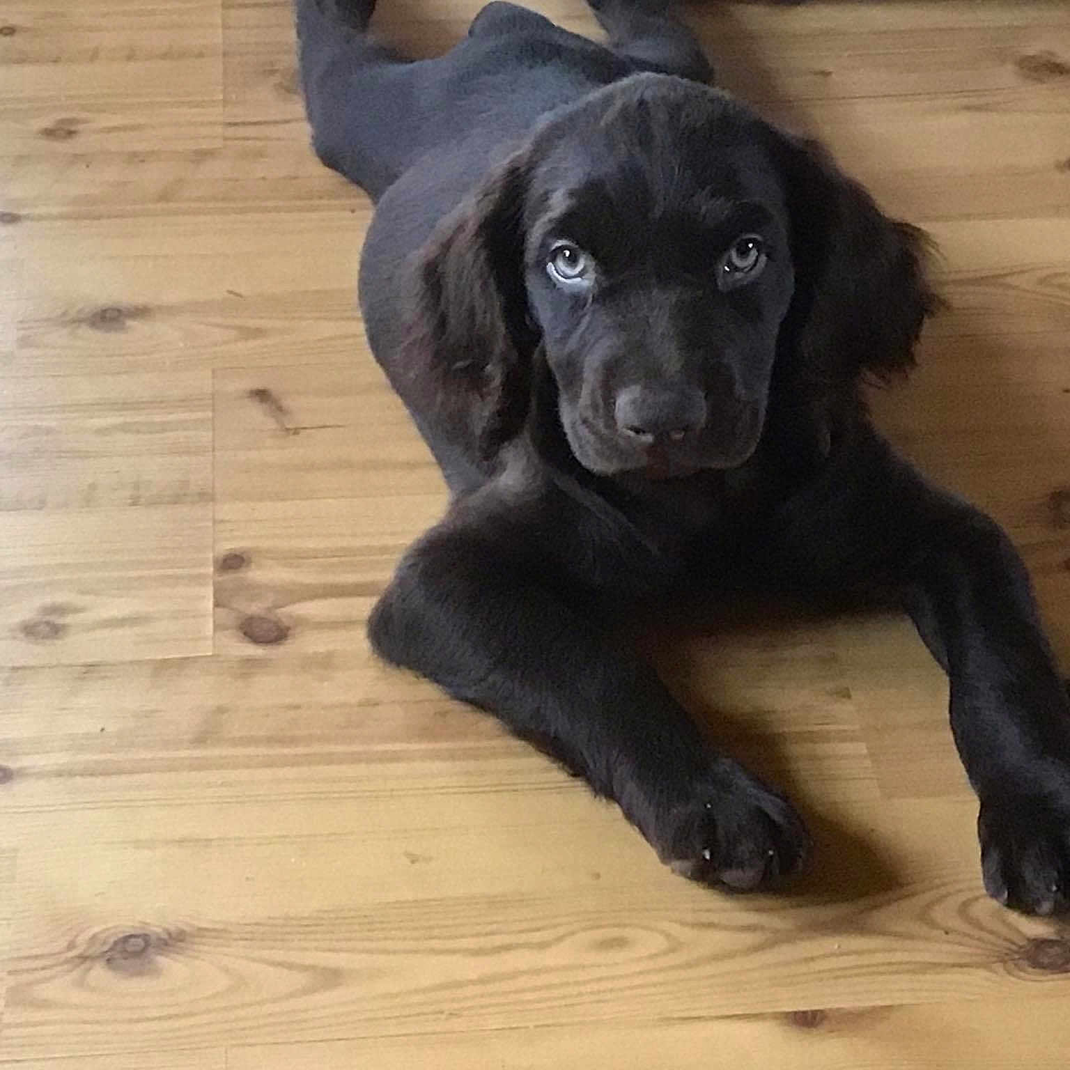 Bentley