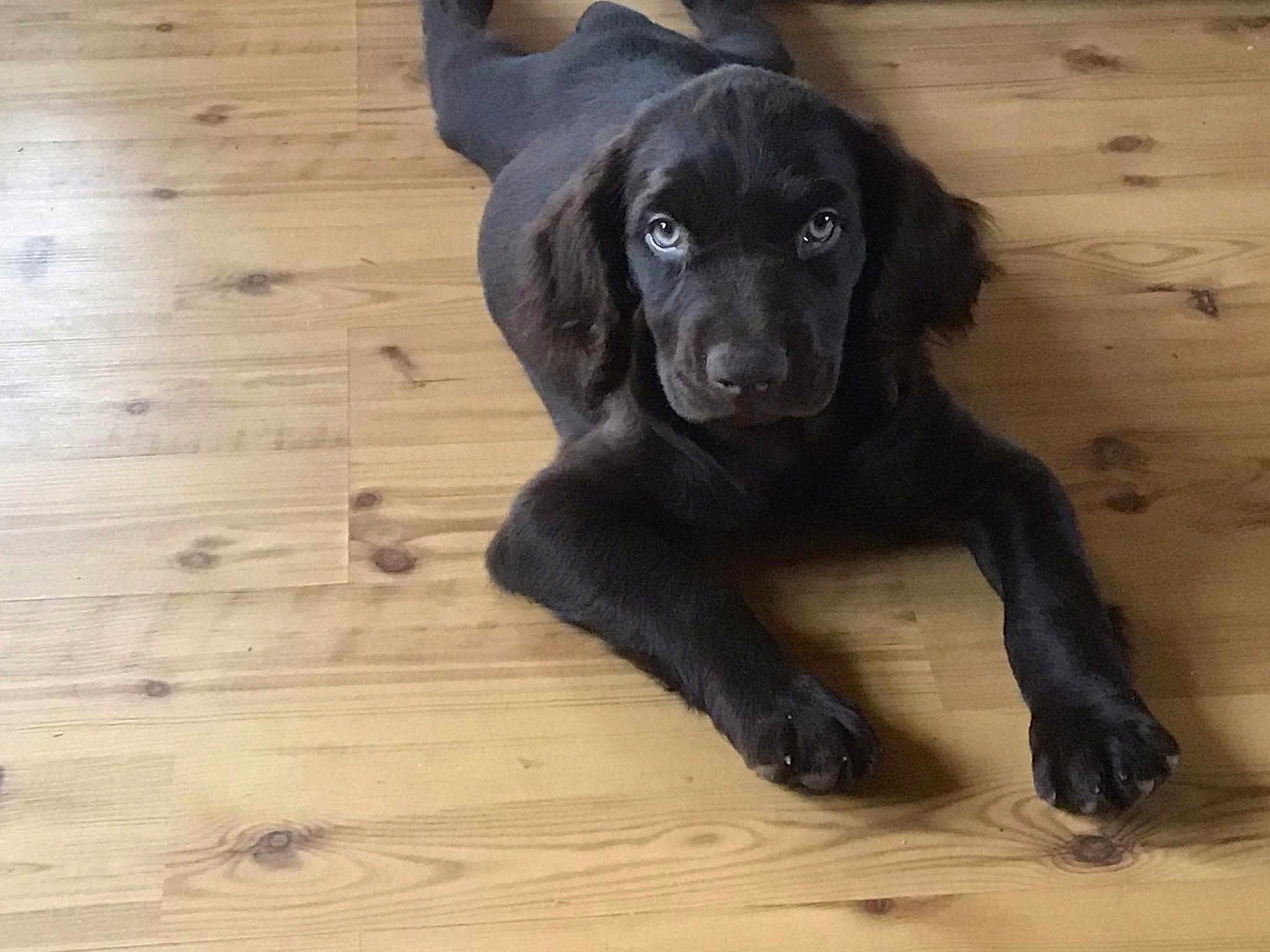 Bentley