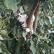 Chipie a rejoint le concours — aidez-le/la à gagner de superbes lots ! animal, branch, cat, climbing, curious, cute, eyes, fur, green, kitten, leaves, nature, outdoor, pet, playful, small, tree, whiskers, wildlife, young