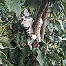 animal, branch, cat, climbing, curious, cute, eyes, fur, green, kitten, leaves, nature, outdoor, pet, playful, small, tree, whiskers, wildlife, young